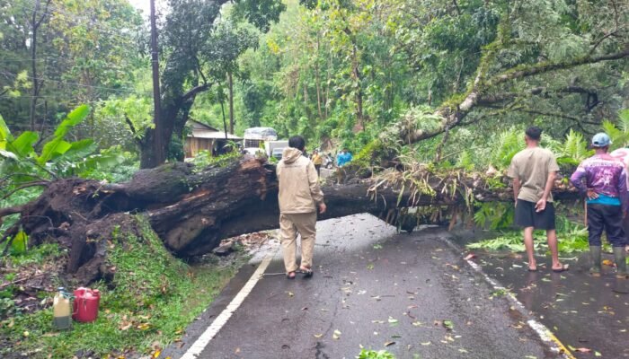 Cuaca Ekstrem, Pohon Tumbang di Simpenan Sempat Lumpuhkan Akses Jalan Nasional Bagbagan–Kiara Dua