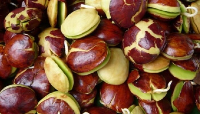 Hati-Hati, Terlalu Banyak Makan Jengkol Bisa Picu Masalah Kesehatan