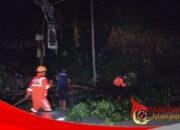 Pohon Mahoni Roboh di Cisaat, Akses Jalan Sempat Tertutup