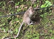 Kawanan Monyet di Tanjakan CipeucangJadi Perhatian Pengguna Jalan