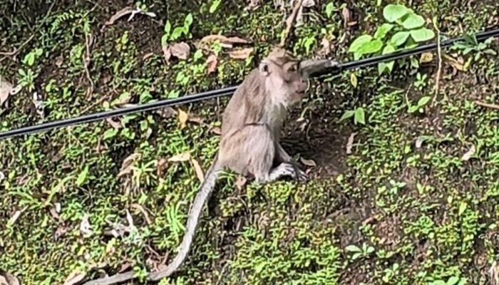 Kawanan Monyet di Tanjakan CipeucangJadi Perhatian Pengguna Jalan
