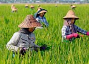 Menanam di Tengah Ketidakpastian: Kisah Harapan Petani dan Bumi yang Lelah