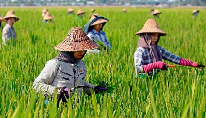 Menanam di Tengah Ketidakpastian: Kisah Harapan Petani dan Bumi yang Lelah