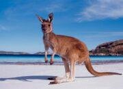 Pulau Kanguru, Surga Tersembunyi di Australia yang Tawarkan Ketengangan dan Keindahan Alam