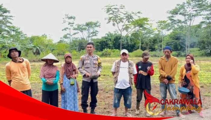 Polisi Hadir di Sawah, Warga Datarnangka Garap Jagung Hibrida Demi Kemandirian Pangan