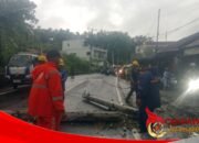 Hujan Deras Picu Pohon dan Tiang Listrik Tumbang di Loji, Lalin Sempat Macet