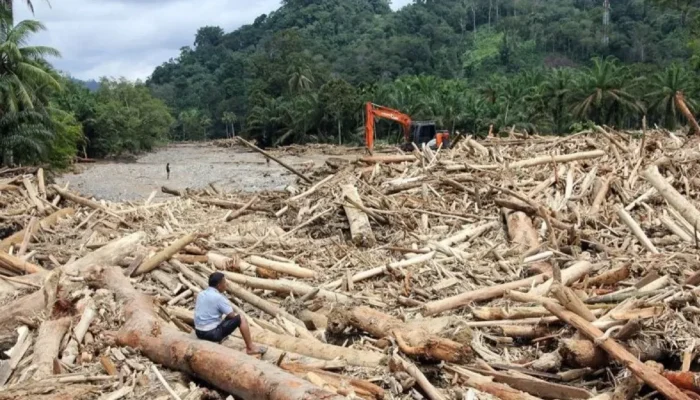 Kasus Kayu Gelondongan di Sumut Naik Penyidikan, Bareskrim Telusuri Pelaku