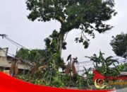 ‎BPBD Kota Sukabumi Ingatkan Ancaman Pohon Tumbang Akibat Cuaca Ekstrem