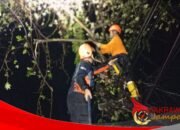 Hujan Disertai Angin Kencang, Pohon Kersen Tumbang di Citamiang Sukabumi