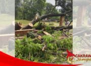 Respon Cepat Damkar Surade Amankan Akses Jalan Akibat Pohon Tumbang