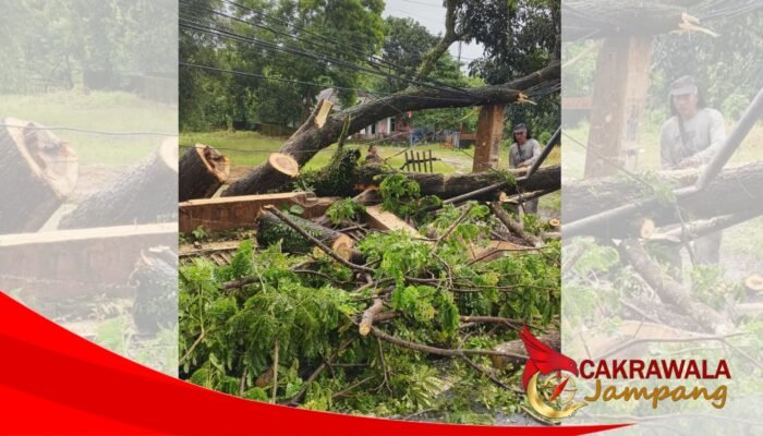 Respon Cepat Damkar Surade Amankan Akses Jalan Akibat Pohon Tumbang