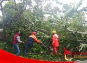 Pohon Tumbang Timpa Rumah Warga di Ciambar, Satu KK Terdampak Akibat Cuaca Ekstrem