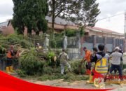 BPBD Kota Sukabumi Ingatkan Bahaya Pohon Tumbang Sebab Angin Kencang