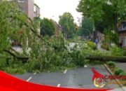 Tertimpa Pohon Randu Raksasa Saat Hujan Deras, Dua Pelajar Nyaris Meregang Nyawa