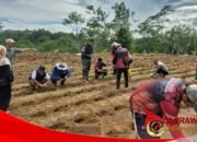 Kapolsek Purabaya Inisiasi Penanaman Jagung Hibrida untuk Perkuat Ketahanan Pangan Desa