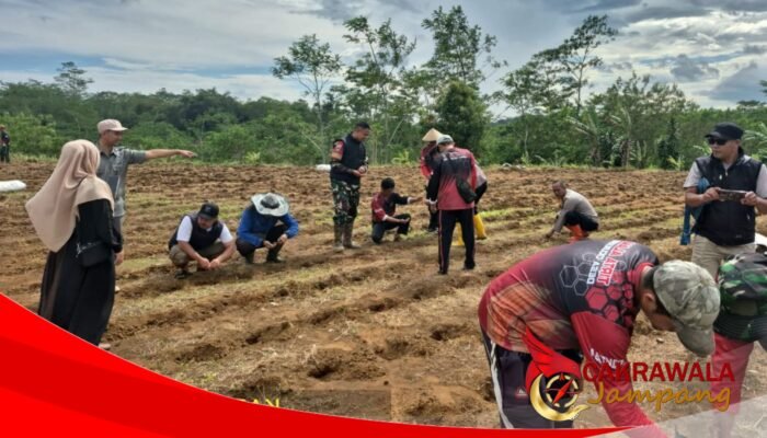 Kapolsek Purabaya Inisiasi Penanaman Jagung Hibrida untuk Perkuat Ketahanan Pangan Desa