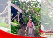 Angin Kencang Tumbangkan Pohon, Rumah Warga Lansia di Waluran Rusak