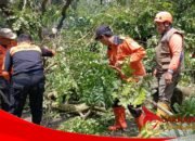 BPBD Kota Sukabumi Tangani Pohon Tumbang di Lembursitu, Satu Rumah Warga Terdampak