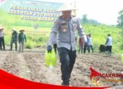Dukung Program Ketahanan Pangan, Polres Sukabumi Berikan Bantuan Bibit Jagung dan Pupuk Kepada Poktan
