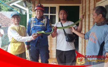 Respons Cepat Damkar Sukabumi Tangani Ular di Permukiman Warga Cibadak