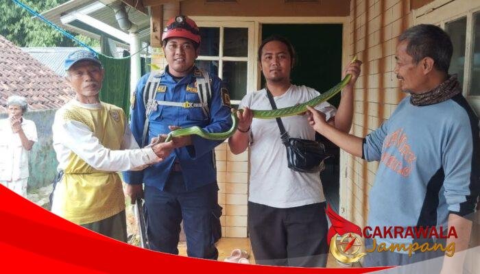 Respons Cepat Damkar Sukabumi Tangani Ular di Permukiman Warga Cibadak