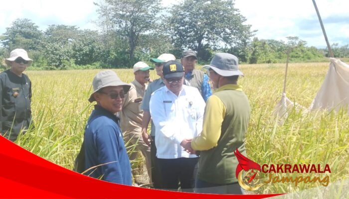 Uji Coba Varietas Unggul IPB Dipanen di Ciracap, Kadistan Sukabumi: Berpotensi Tingkatkan Produktivitas Petani