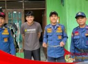 Damkar Palabuhanratu Evakuasi Ular Sanca di Atap Rumah Warga Citarik