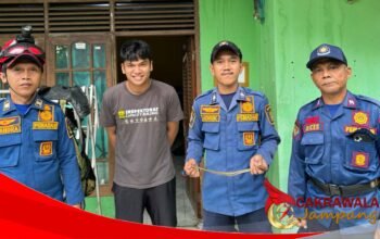 Damkar Palabuhanratu Evakuasi Ular Sanca di Atap Rumah Warga Citarik