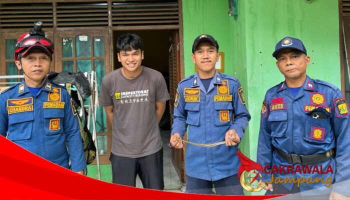 Damkar Palabuhanratu Evakuasi Ular Sanca di Atap Rumah Warga Citarik